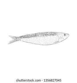 Hand drawn cisco fish illustration  