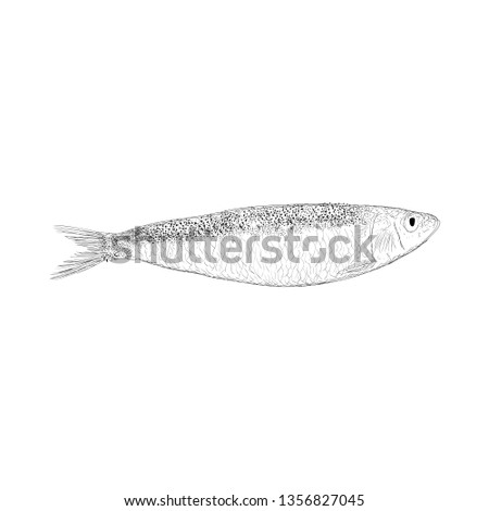 Hand drawn cisco fish illustration  