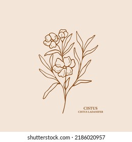 Hand drawn cistus flower illustration