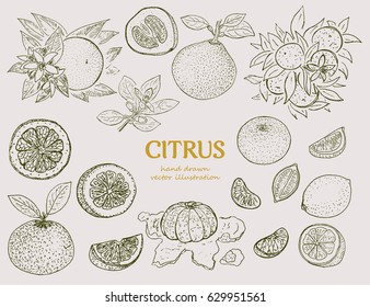 Hand drawn citrus botanical set with orange lime lemon mandarin and pomelo in vintage style isolated vector illustration