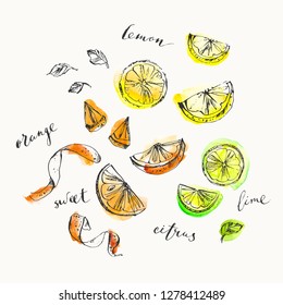 Hand drawn citrus cuts and zest top view and calligraphy elements. Ink and watercolor stain illustration of lemon, lime, orange. For food and drink background.