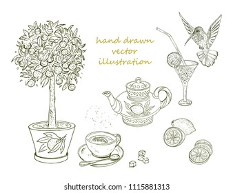 Hand drawn citrus elements set with orange tree tropical cocktail lemon humming bird teapot cup of tea isolated vector illustration
