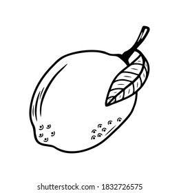 Hand drawn citrus fruit lemon isolated on a white background. Doodle, simple outline illustration. It can be used for decoration of textile, paper and other surfaces.