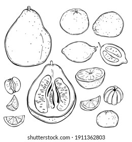 Hand drawn citrus fruits. Vector sketch  illustration.