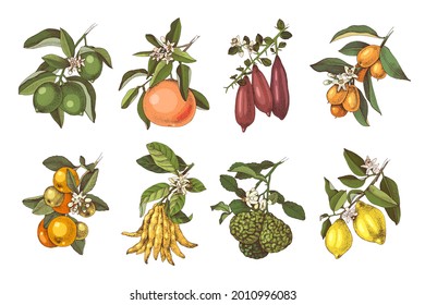 Hand drawn citrus plants branches with flowers and ripe fruits. Vector illustration in retro style. 8 plants - lime, grapefruit, finger lime, cumquat, tangerine, citron Buddah s hand, bergamot, lemon.