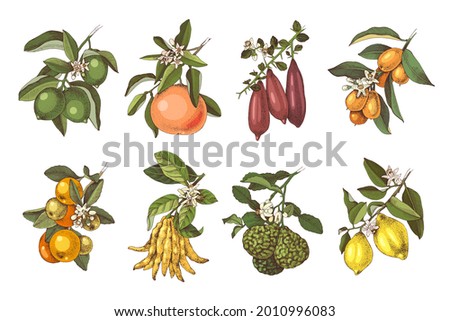 Hand drawn citrus plants branches with flowers and ripe fruits. Vector illustration in retro style. 8 plants - lime, grapefruit, finger lime, cumquat, tangerine, citron Buddah s hand, bergamot, lemon.