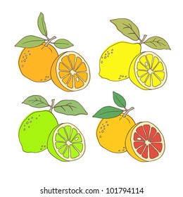 Hand drawn citrus set. Vector illustration