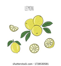 Hand drawn citrus set. Vector illustration lemon.Sketch isolated fruit.