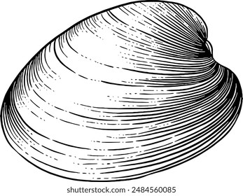 Hand drawn Clam Shell Sketch Illustration