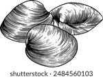 Hand drawn Clam Shells Sketch Illustration