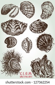 hand drawn clam vector set