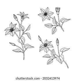 Hand drawn clematis floral illustration with line art on white backgrounds. Design decor for logo, card, save the date, greeting, wedding invitation cards, poster, banner.