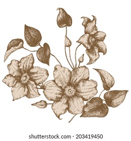 Hand drawn clematis flowers
