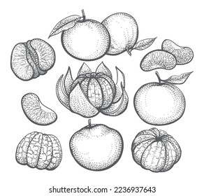 Hand drawn clementines. Whole segment peeled tangerines sketch illustration, oranges mandarina with branch engraving vector fruit in vintage style isolated on white background