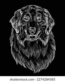 Hand drawn close up Australian Shepherd head in white color on a black background. Engraving vector illustration with a dog. For engraving, decoration, design, print, posters, cards, stickers, tattoo