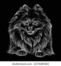 Hand drawn close up Pomeranian head in white color on a black background. Engraving vector illustration with a dog. For engraving, decoration, design, print, posters, cards, stickers, tattoo, t-shirt