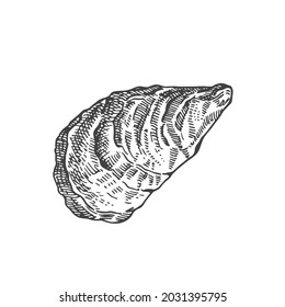 Ilustración del vector de la cubierta de ostión cerrada dibujada a mano. Resumen del Sketch de mariscos. Dibujo de estilo de grabado de moluscos. Aislado.