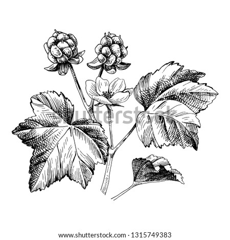 Hand drawn cloudberry branch with flowers, leaves and ripe berries. Vector illustration