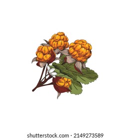 Ramas de mora dibujadas a mano con hojas y bayas, dibujando ilustraciones vectoriales aisladas en fondo blanco. Elemento alimentario grabado para el diseño de la etiqueta.