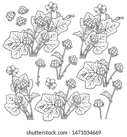 Hand drawn cloudberry. Set of objects. Cartoon vector abstract illustration.