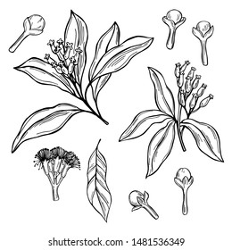 Hand Drawn Clove. The Pods And Flowers. Vector Sketch  Illustration.