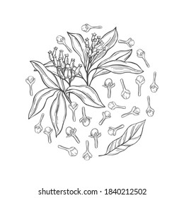 Hand drawn clove. The pods and flowers in a circle. Vector sketch  illustration.