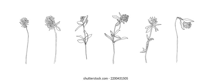 Hand drawn clover collection. Set of flowers outlines. Black plants sketch vector on white background. Herb wildflower decorative print elements.
