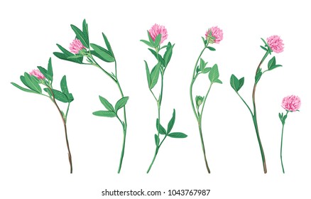 Hand drawn Clover flower set isolated on white background. Cute wild plant collection. Botanical sketch. Vector illustration.