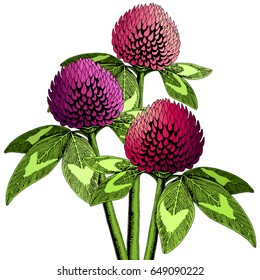 Hand drawn clover flower set in various colors. Separate vector flowers in a bouquet illustration.