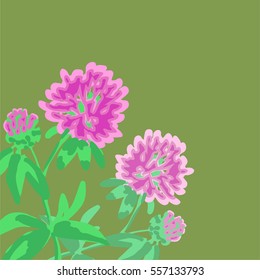 a hand drawn clover flowers isolated; vector wild flowers; 