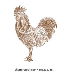 Hand drawn Cock on white background. Vector illustration