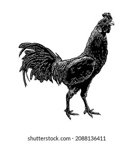 hand drawn cock vector illustration isolated on white background
