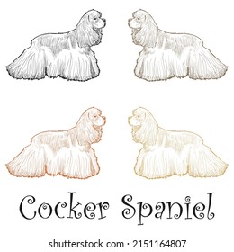Hand Drawn Cocker Spaniel Dog Vector Illustration
