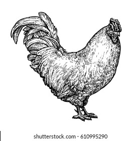 Hand drawn cockerel, cock. Farm animal, chicken, rooster, bird sketch. Vintage vector illustration