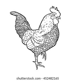 Hand drawn cockerel isolated on white background. Art vector illustration.