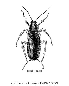 Hand drawn cockroach on white background. Vector illustration