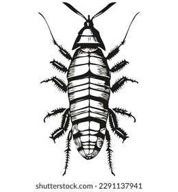 Hand drawn cockroach on a white background, cockroaches
