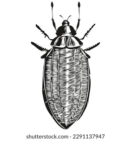 Hand drawn cockroach on a white background, cockroaches
