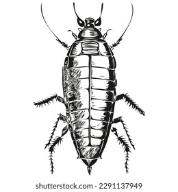 Cucaracha dibujada a mano sobre fondo blanco, cucarachas

