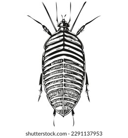 Cucaracha dibujada a mano sobre fondo blanco, cucarachas
