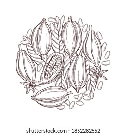 Hand drawn cocoa bean in a circle.  Vector sketch illustration