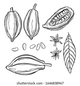 Hand Drawn Cocoa Bean.  Vector Sketch Illustration