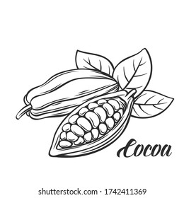 Hand drawn cocoa bean. Vector outline cocoa bean in the old ink style. Cocoa icon for brochures, banner, restaurant menu and market