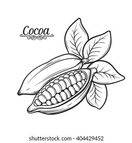  Hand drawn cocoa bean.  Vector decorative  cocoa bean in the old ink style. Cocoa icon  for brochures, banner, restaurant menu and  market 