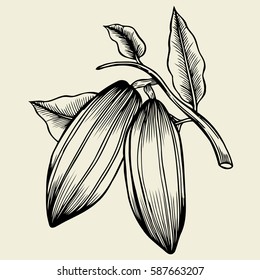 Hand drawn cocoa bean. Vector decorative in the old ink style.