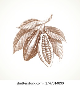 Hand drawn cocoa beans on branch with leaves . Vector illustration.