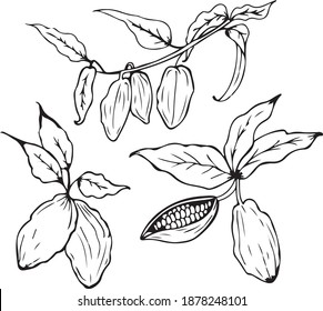 hand drawn cocoa beans on white background. vector illustration