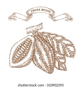 Hand drawn cocoa beans on branch. Vector illustration in sketch style