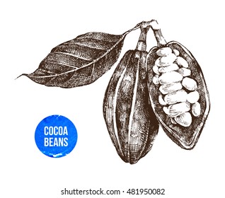 hand drawn cocoa beans on white background