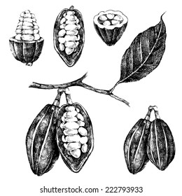 hand drawn cocoa beans set in vintage style